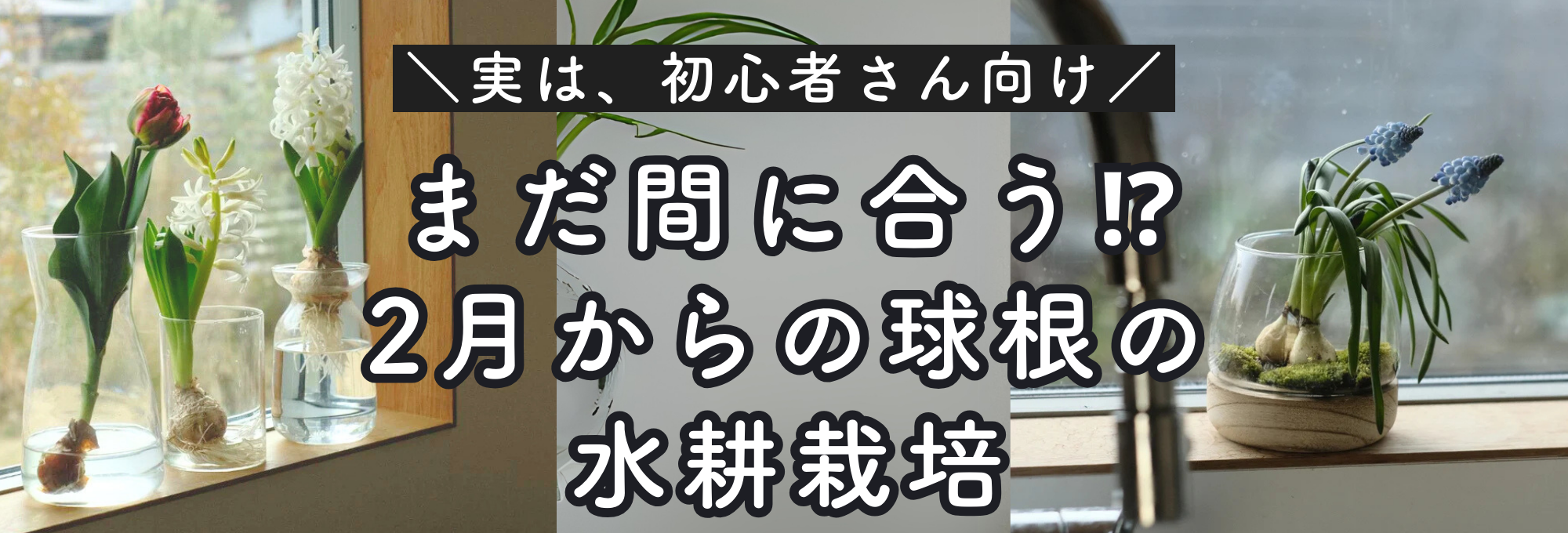 2月2日更新　百合　球根（お知らせ用） ゾーン9。チューリップが咲いてるね。球根を外して今（水に）植えたら