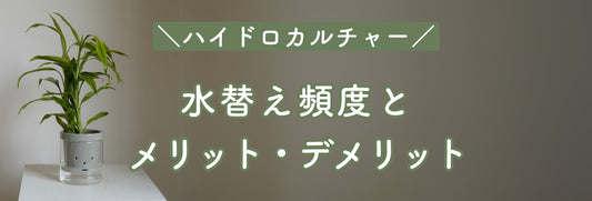 ハイドロカルチャーとは?水替え頻度と知っておくべきメリット・デメリット