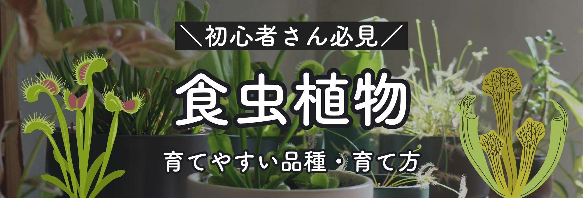 食虫植物の育て方 置く場所や水やり 室内でも育てられる？ – onajimi