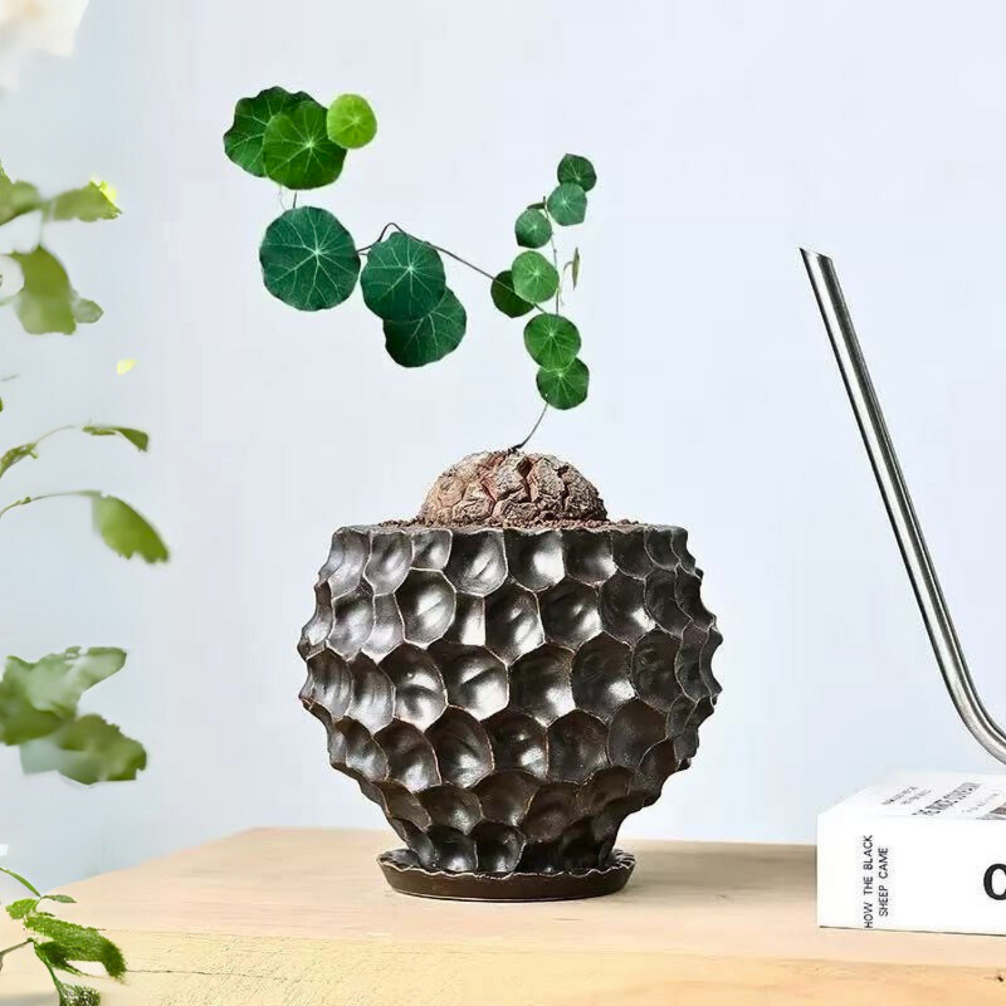 いがぐりさん 皿付