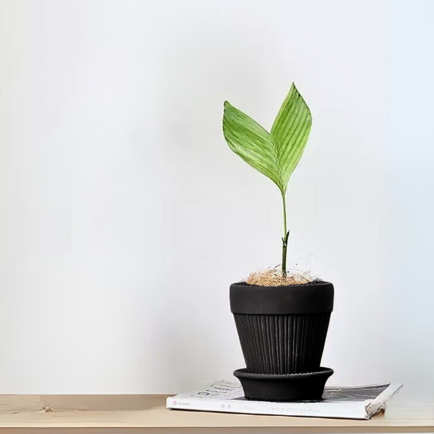 カヌレ鉢 Mサイズ