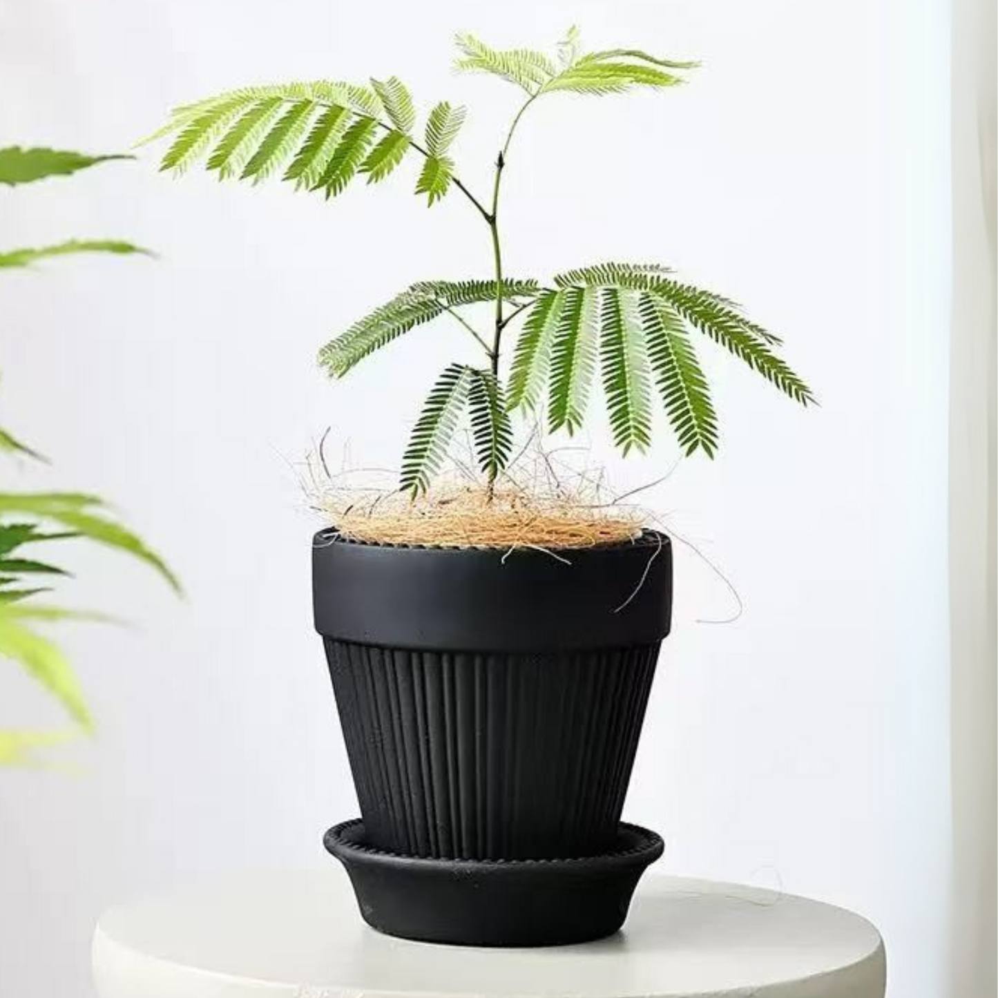 カヌレ鉢 Lサイズ