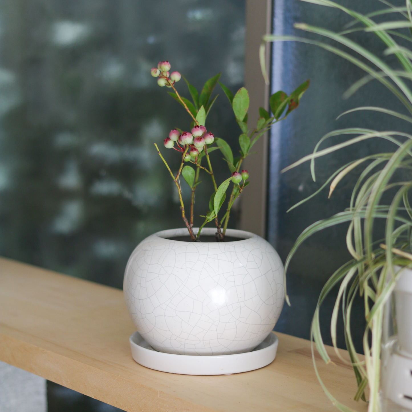 りんごさん Mサイズ