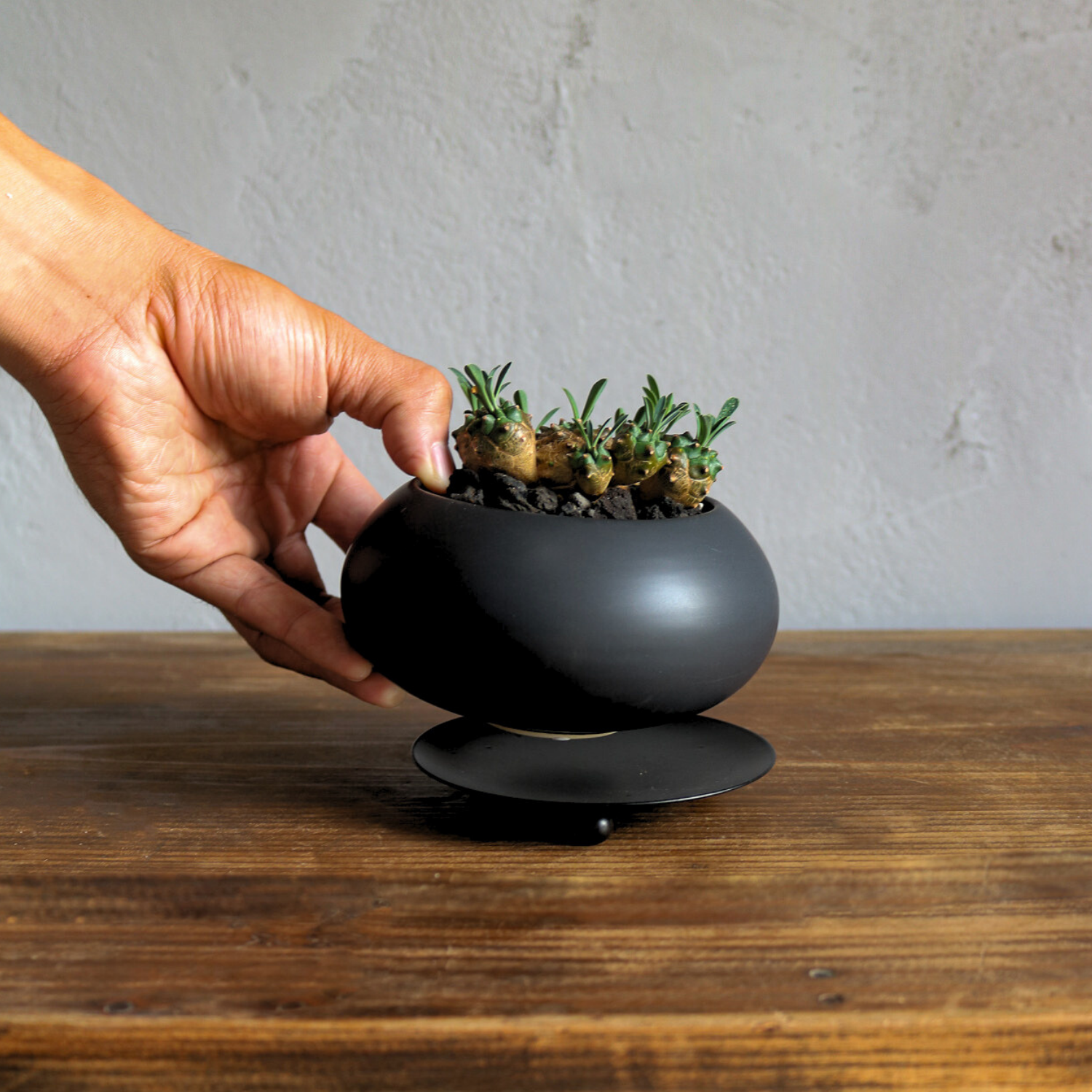 植木鉢|卓上|黒色|室内用|黒豆さん@鉢の専門店onajimi 植木鉢|卓上|黒色|室内用|黒豆さん@鉢の専門店onajimi
