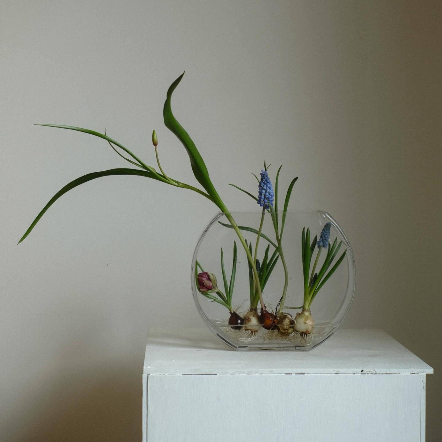 メダカ鉢 Lサイズ