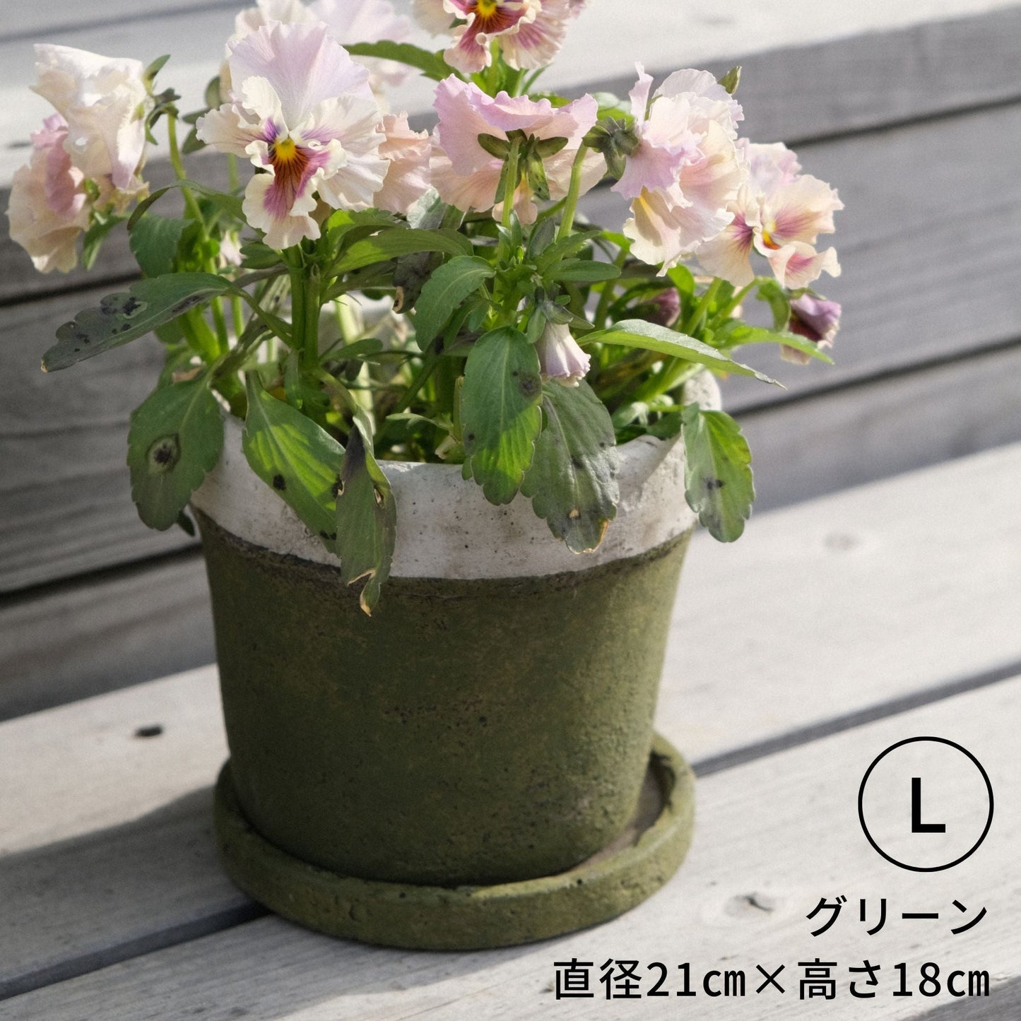 チーズケーキさん 大サイズ