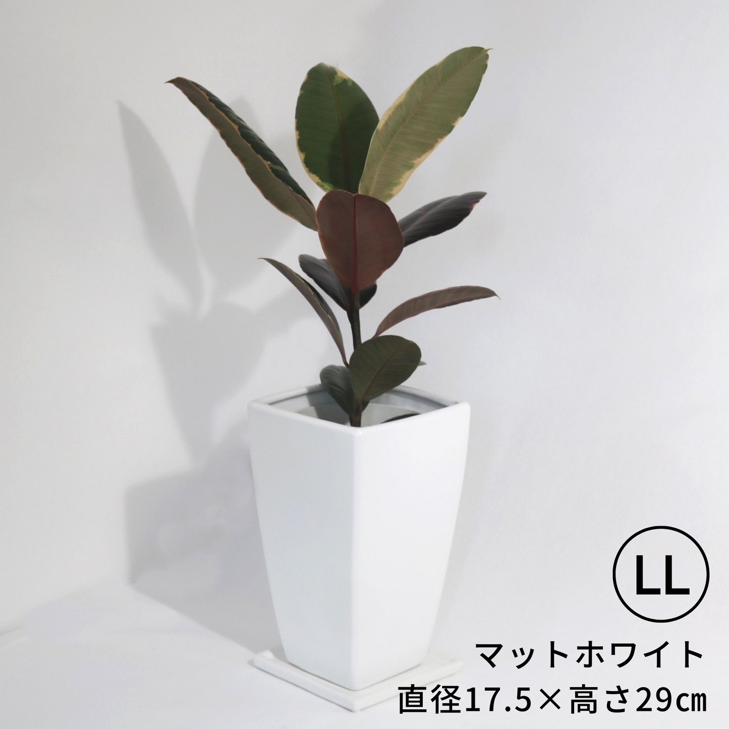 にんじんさん四角 Sサイズ