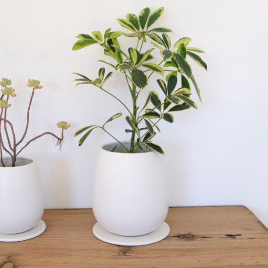 植木鉢 安い かわいい たまごさん|卓上サイズ|マット 陶器 植木鉢 安い かわいい たまごさん|卓上サイズ|マット 陶器