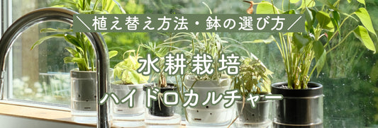 ハイドロカルチャーの植え替え方法と失敗しない鉢選びのコツ