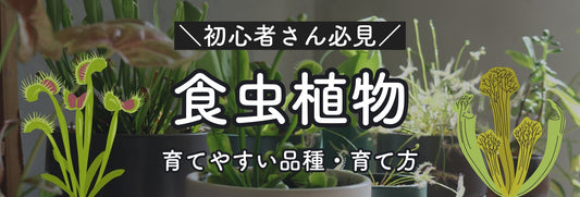 食虫植物の育て方　置く場所や水やり 室内でも育てられる？