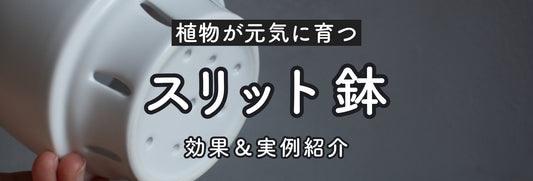 鉢製造メーカーが解説！植物の生育にいい「スリット鉢」とは？実例紹介