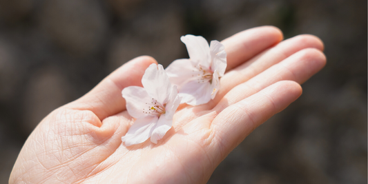 桜盆栽 より花付きを良く、より元気に育てる方法 樹木医補監修