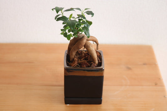ガジュマル パキラ 観葉植物 育て方 鉢 ぴったり 通販 水やり 置く場所