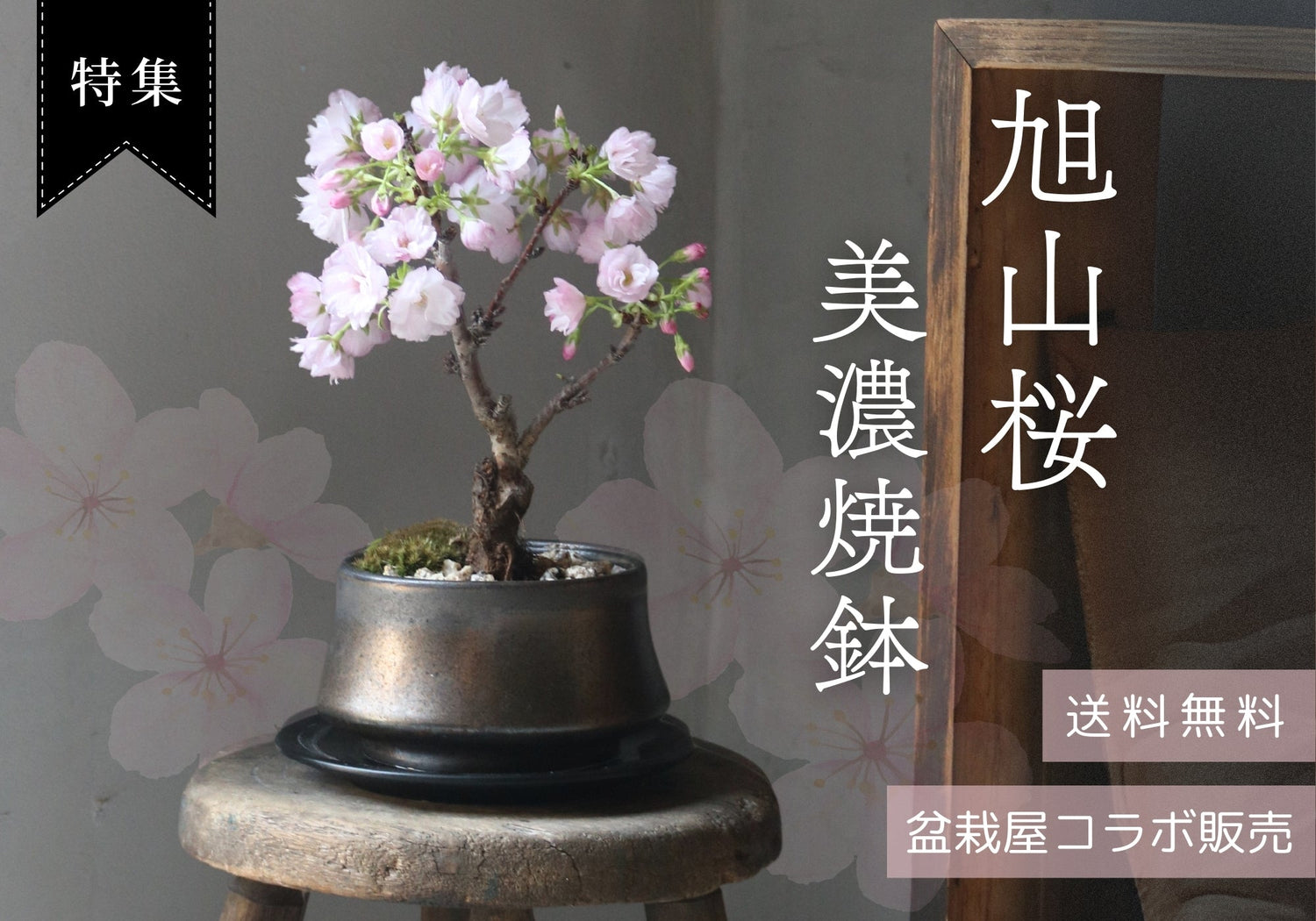 【数量限定】旭山桜盆栽 予約受付中