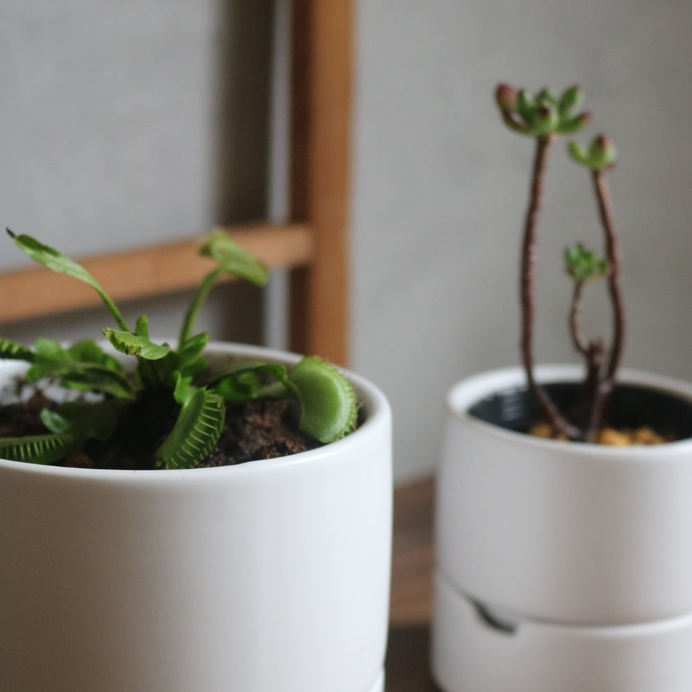 食虫植物・ハイドロカルチャーにぴったり｜陶器 植木鉢｜2号｜すーさん