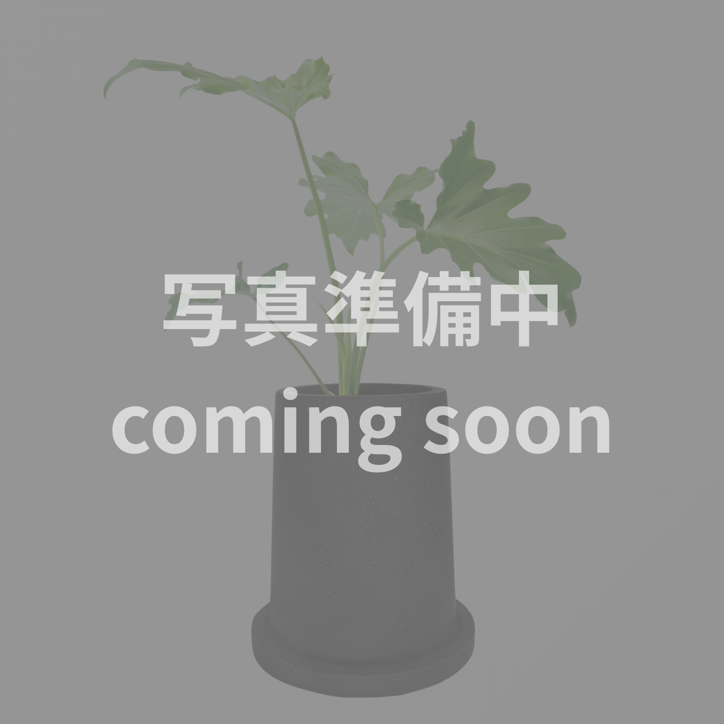 【サンプル品】大きな台形の鉢　Mサイズ