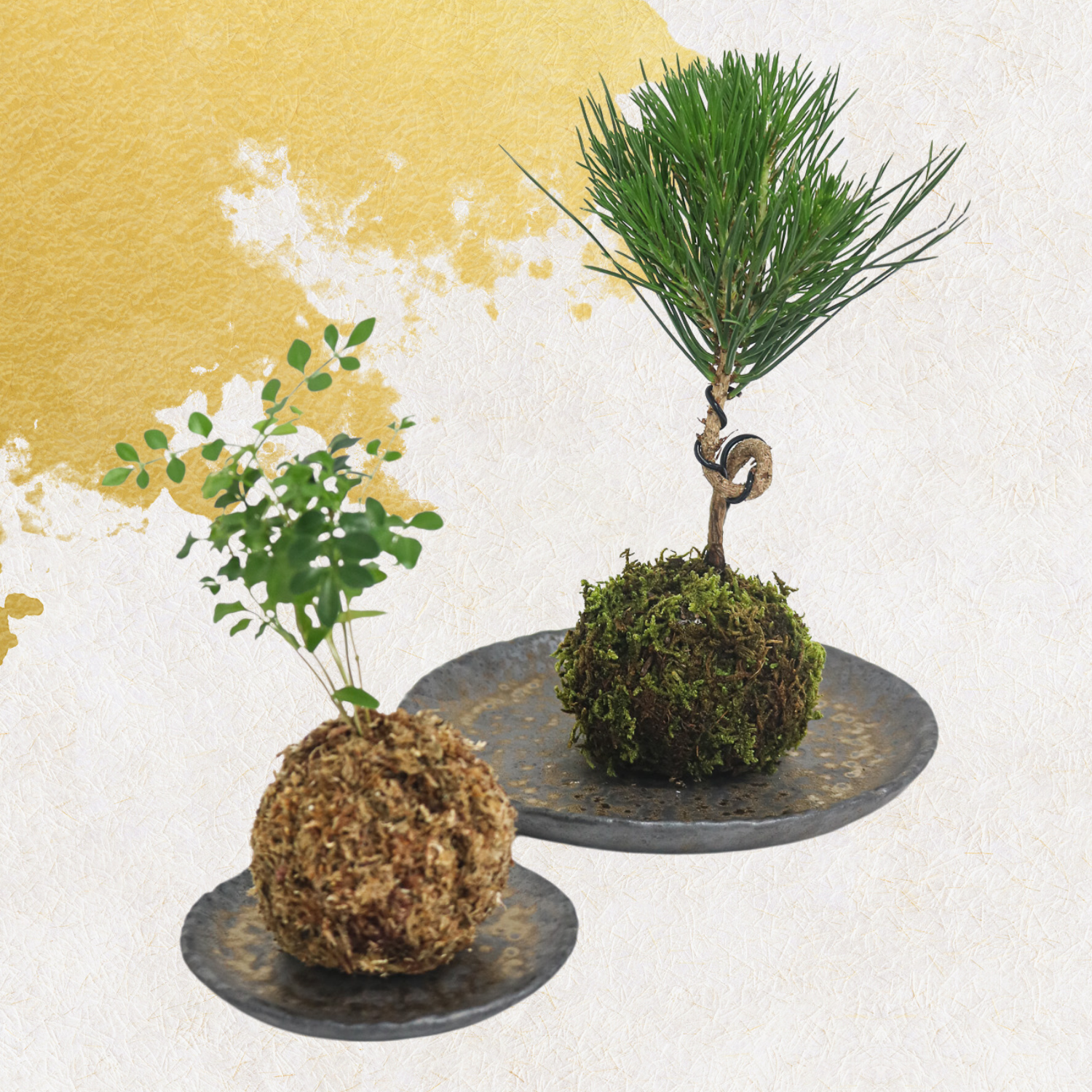 苔玉・苔 puyozou 苔玉・苔 puyozou 苔玉・苔 puyozou 楽天市場 苔玉・苔 puyozou 苔玉・苔 puyozou 苔玉・苔 puyozou 楽天市場