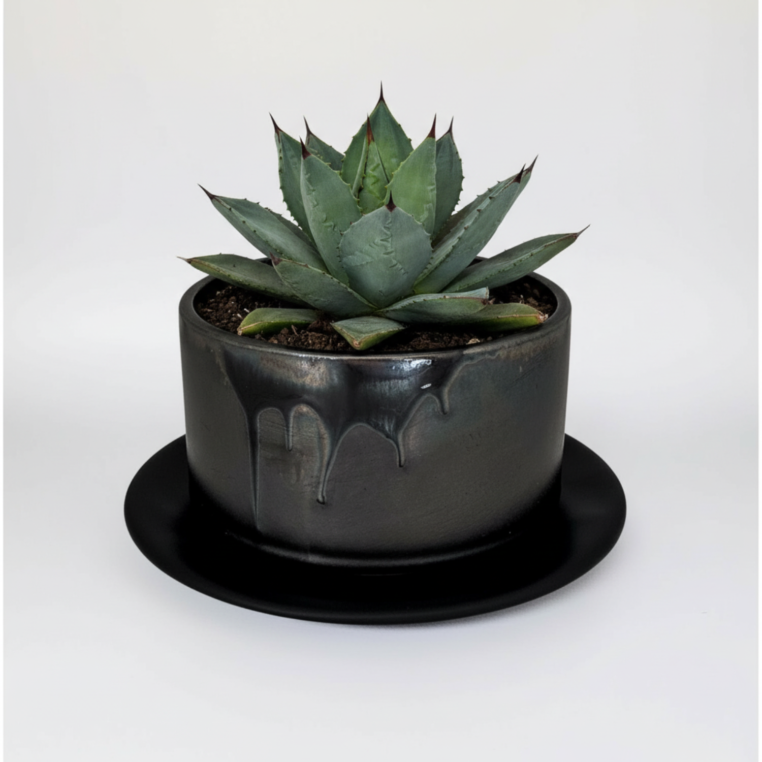 盆栽鉢|塊根植物|美濃焼|和鉢|鉢の専門店onajimi おなじみ 盆栽鉢|塊根植物|美濃焼|和鉢|鉢の専門店onajimi おなじみ