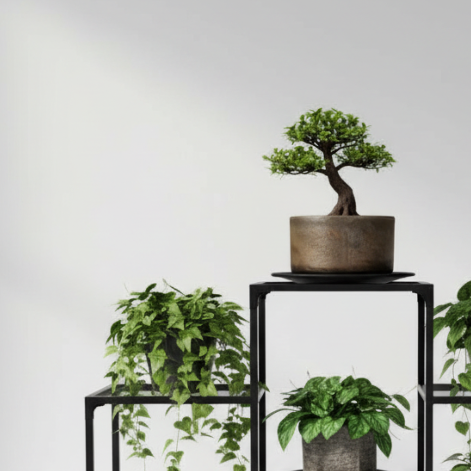 盆栽鉢|塊根植物|美濃焼|和鉢|鉢の専門店onajimi おなじみ 盆栽鉢|塊根植物|美濃焼|和鉢|鉢の専門店onajimi おなじみ