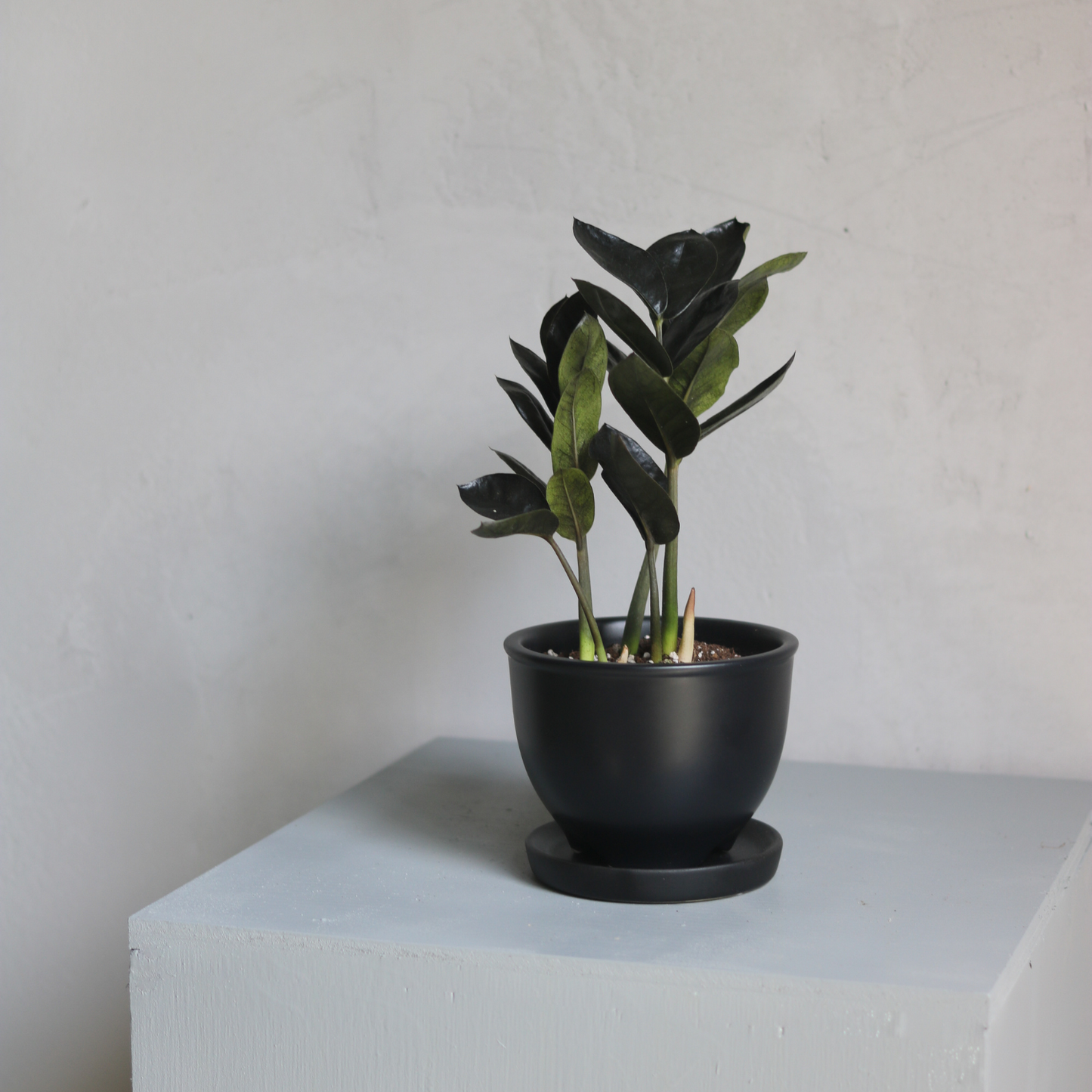 現品】 テフロカクタス ブラック陶器鉢付き&ヤマト配送込み 現品 現品】 テフロカクタス ブラック陶器鉢付き&ヤマト配送込み 現品