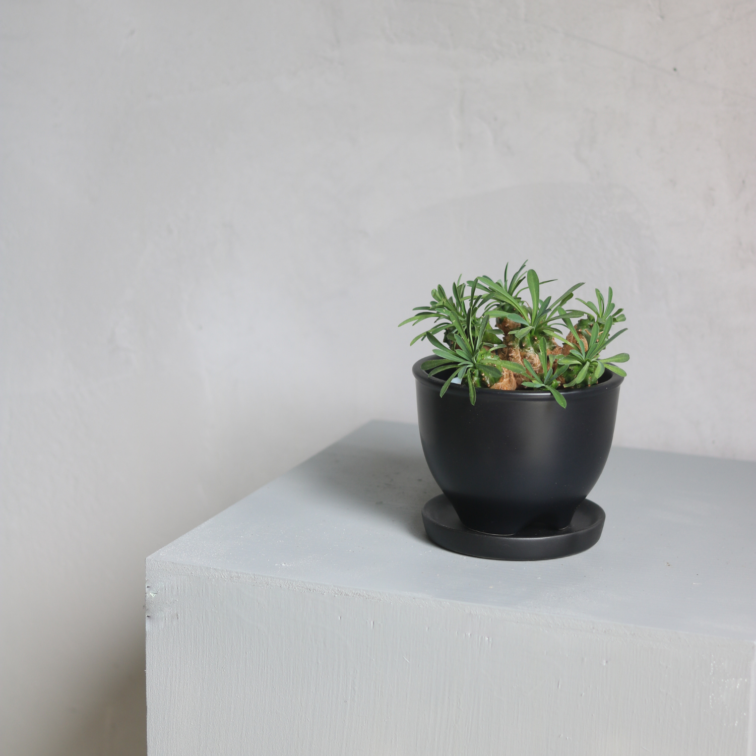 H*i様 植木鉢 先代鴻陽作 手造り 早い者勝ち 植木鉢 先代鴻陽作 手造り H*i様 植木鉢 先代鴻陽作 手造り 早い者勝ち 植木鉢 先代鴻陽作 手造り