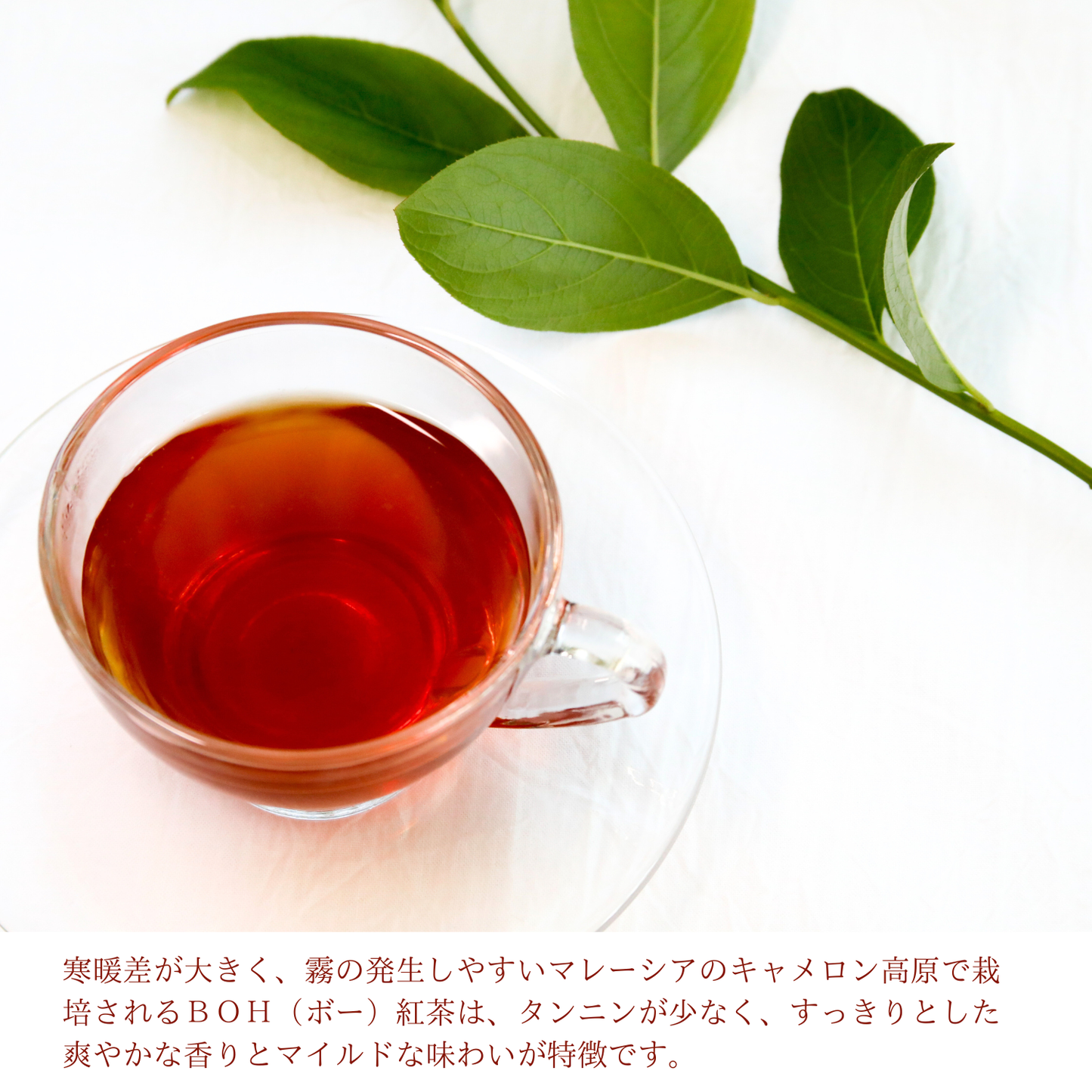 最高級紅茶 BOH TEA ゴールドブレンド 2g x 20袋 １箱