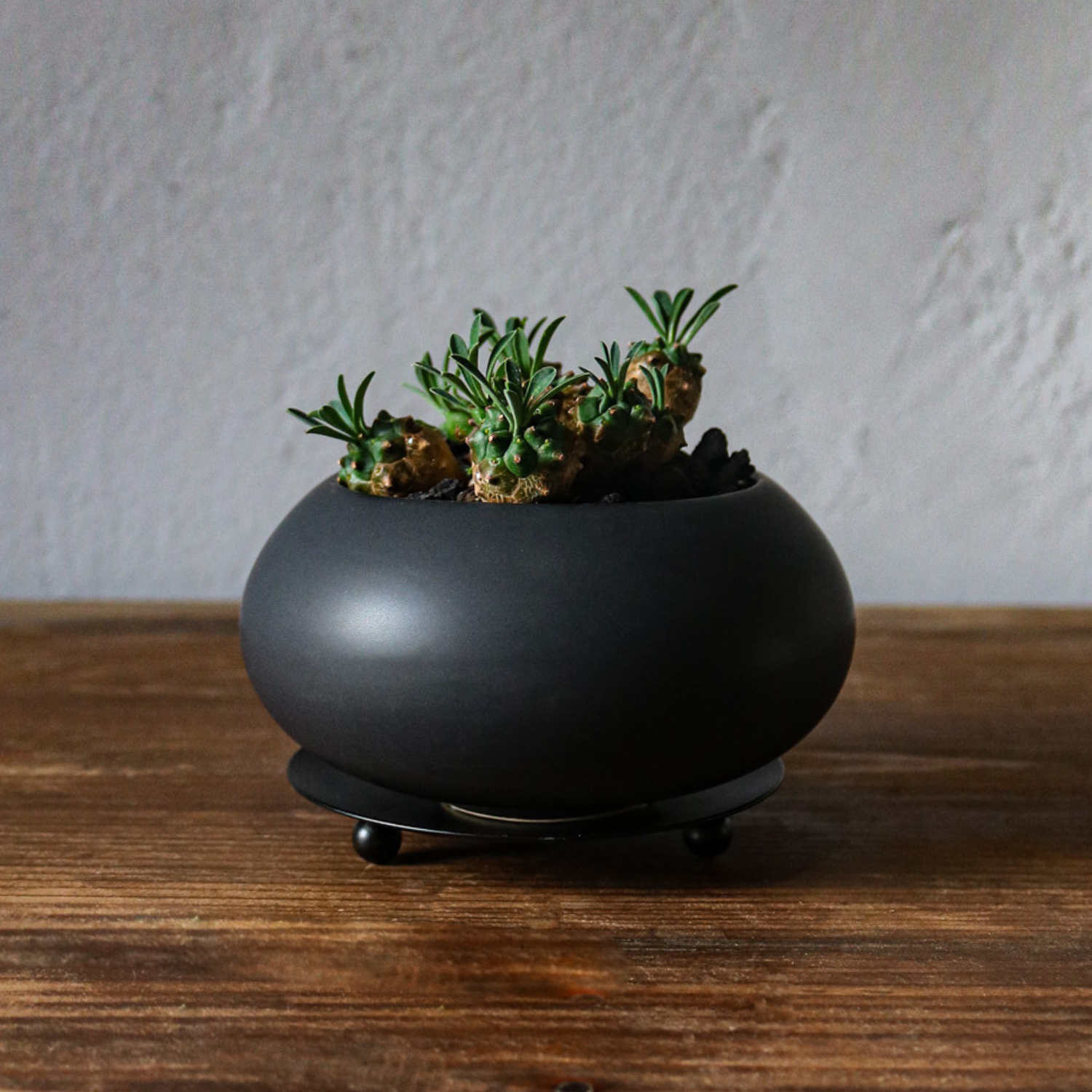 植木鉢｜卓上｜黒色｜室内用｜黒豆さん＠鉢の専門店onajimi