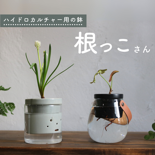 水耕栽培用鉢　根っこさん　Mサイズ