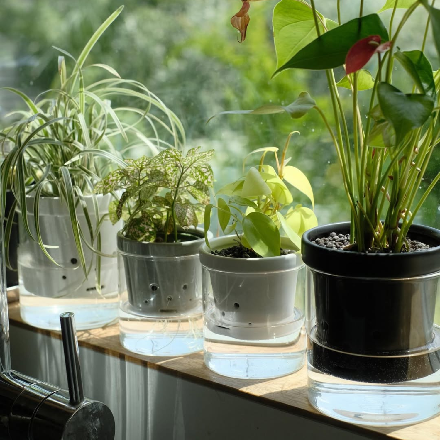 水耕栽培 ハイドロカルチャー専用鉢 食虫植物の鉢|陶器 水耕栽培 ハイドロカルチャー専用鉢 食虫植物の鉢|陶器