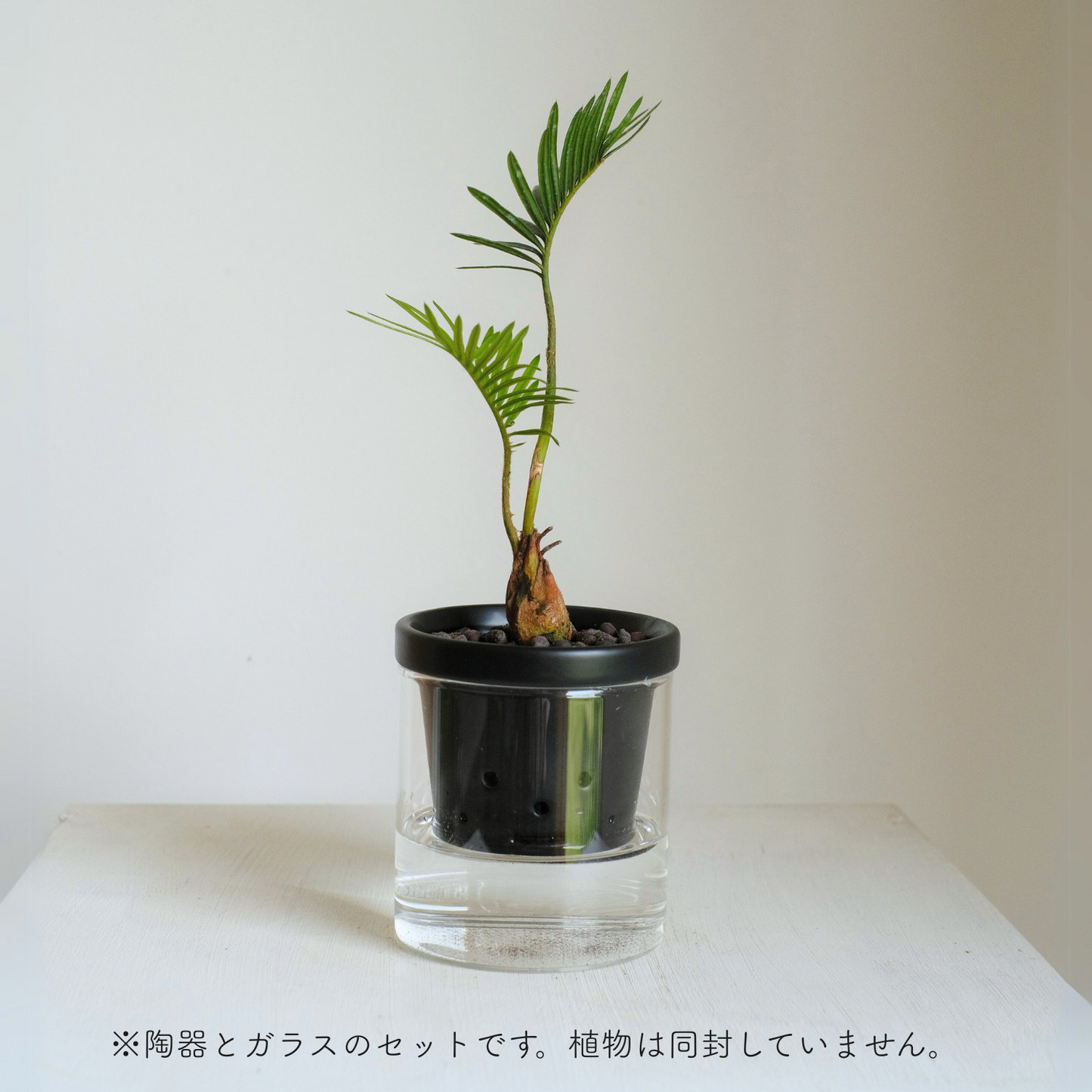 水耕栽培用　根っこさん　Sサイズ