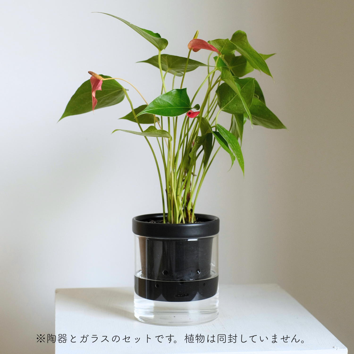 根っこさん専用 水耕栽培 ハイドロカルチャー専用鉢 食虫植物の鉢｜陶器