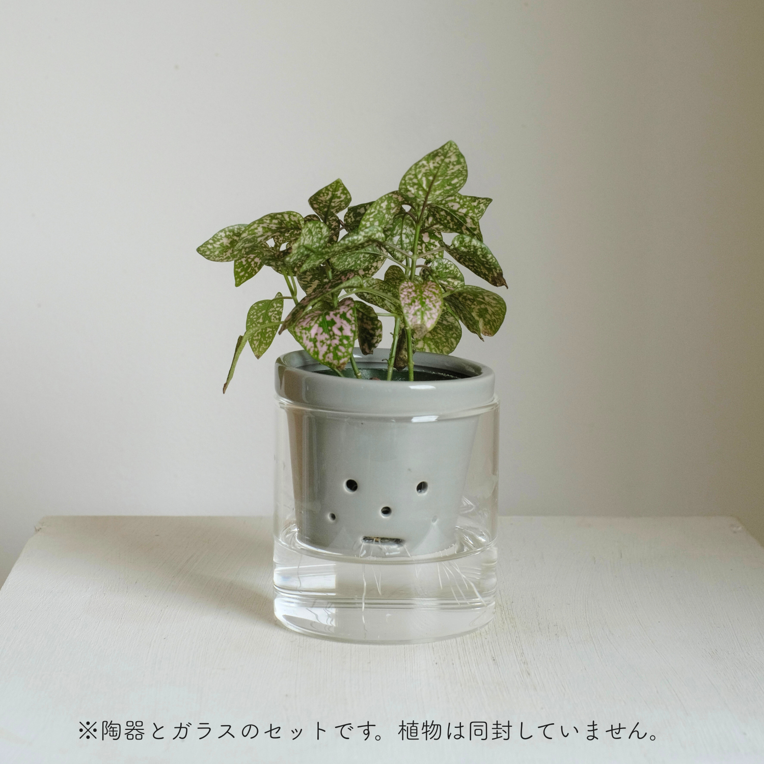 水耕栽培用 ハイドロカルチャー専用鉢 食虫植物の鉢｜陶器 おしゃれな