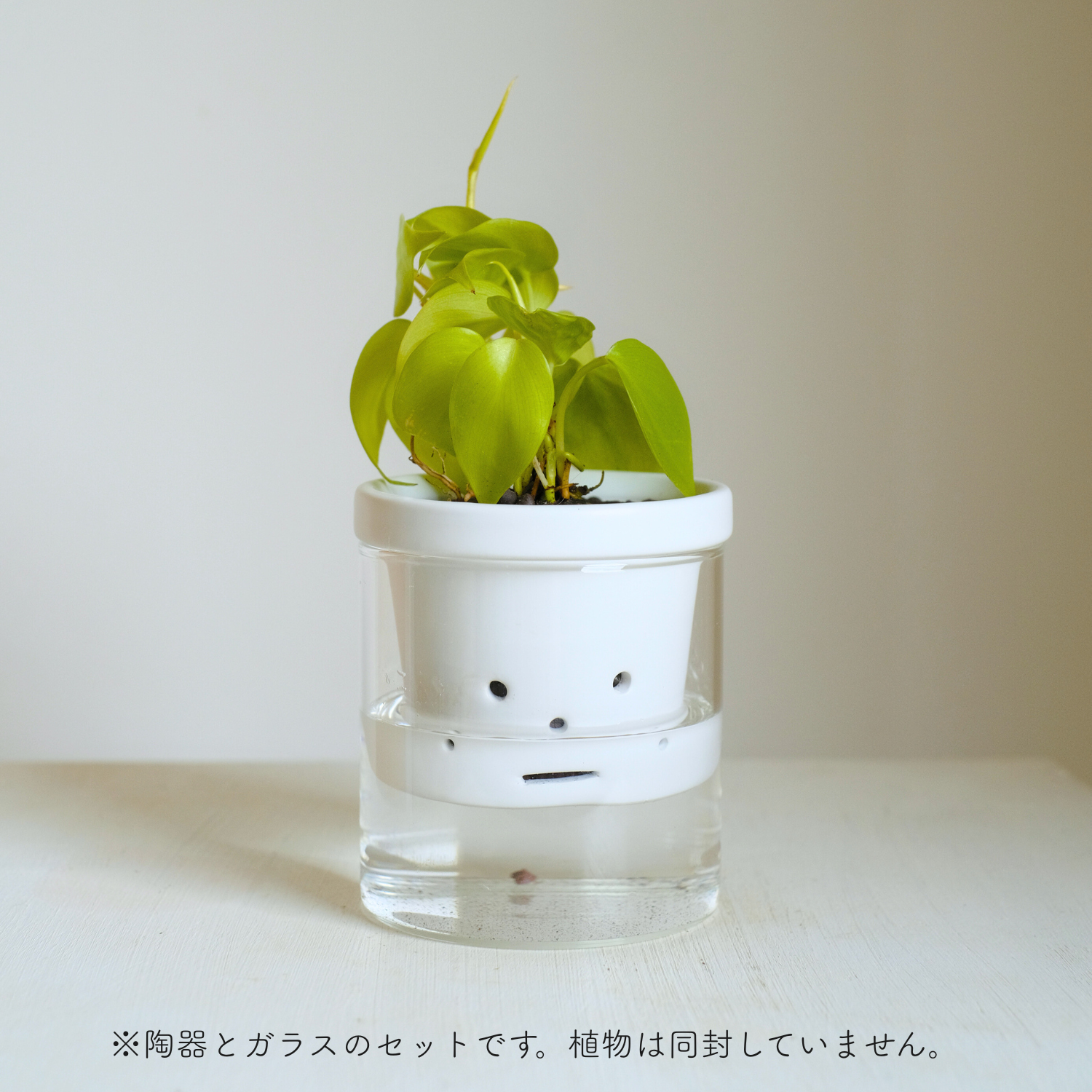 kikko グラス 鉢 植木鉢 水耕栽培用 ハイドロカルチャー専用鉢 食虫植物の鉢｜陶器 おしゃれな