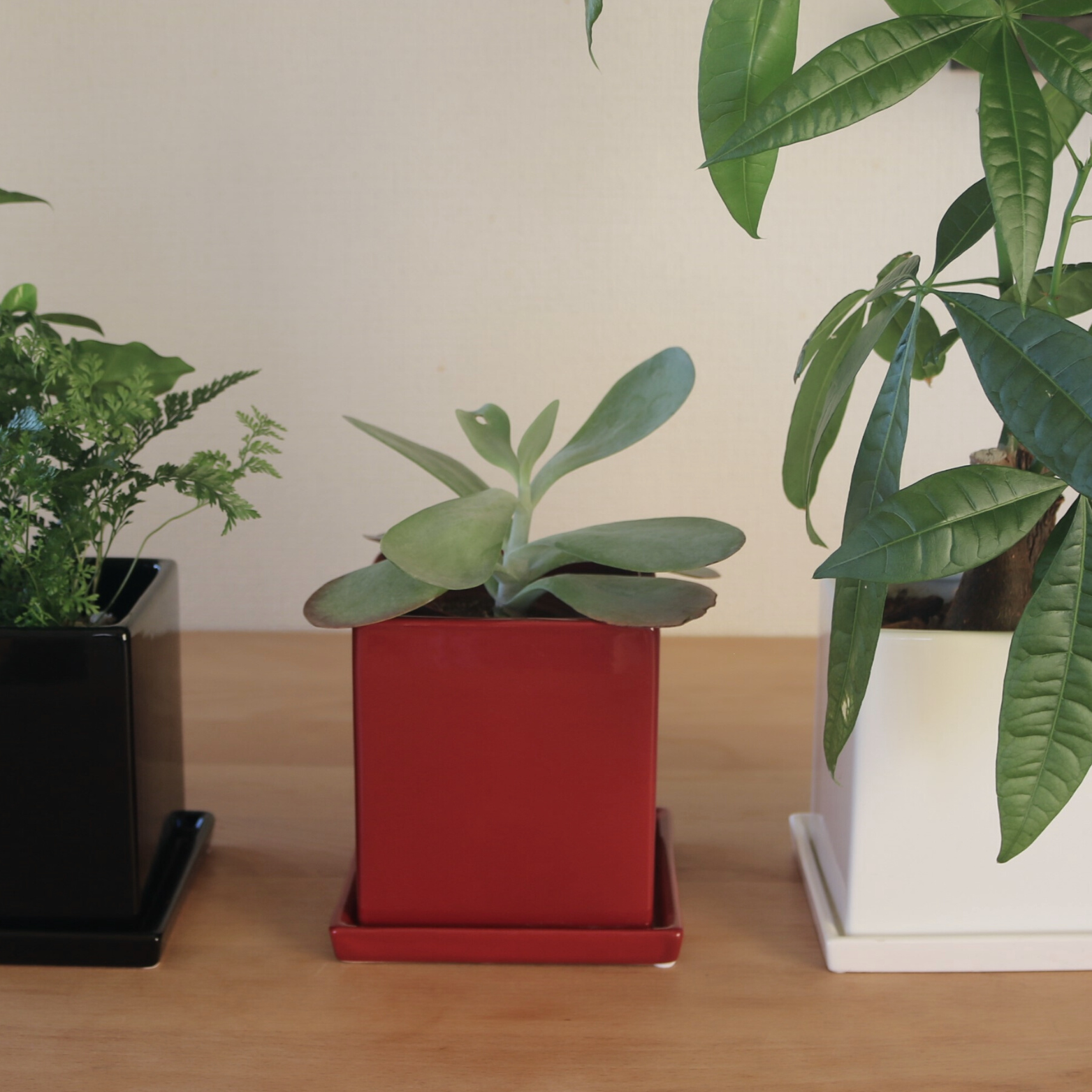 かっこいい植木鉢|卓上サイズ|白色,黒,赤,ダークグレー,ライトグレー かっこいい植木鉢|卓上サイズ|白色,黒,赤,ダークグレー,ライトグレー