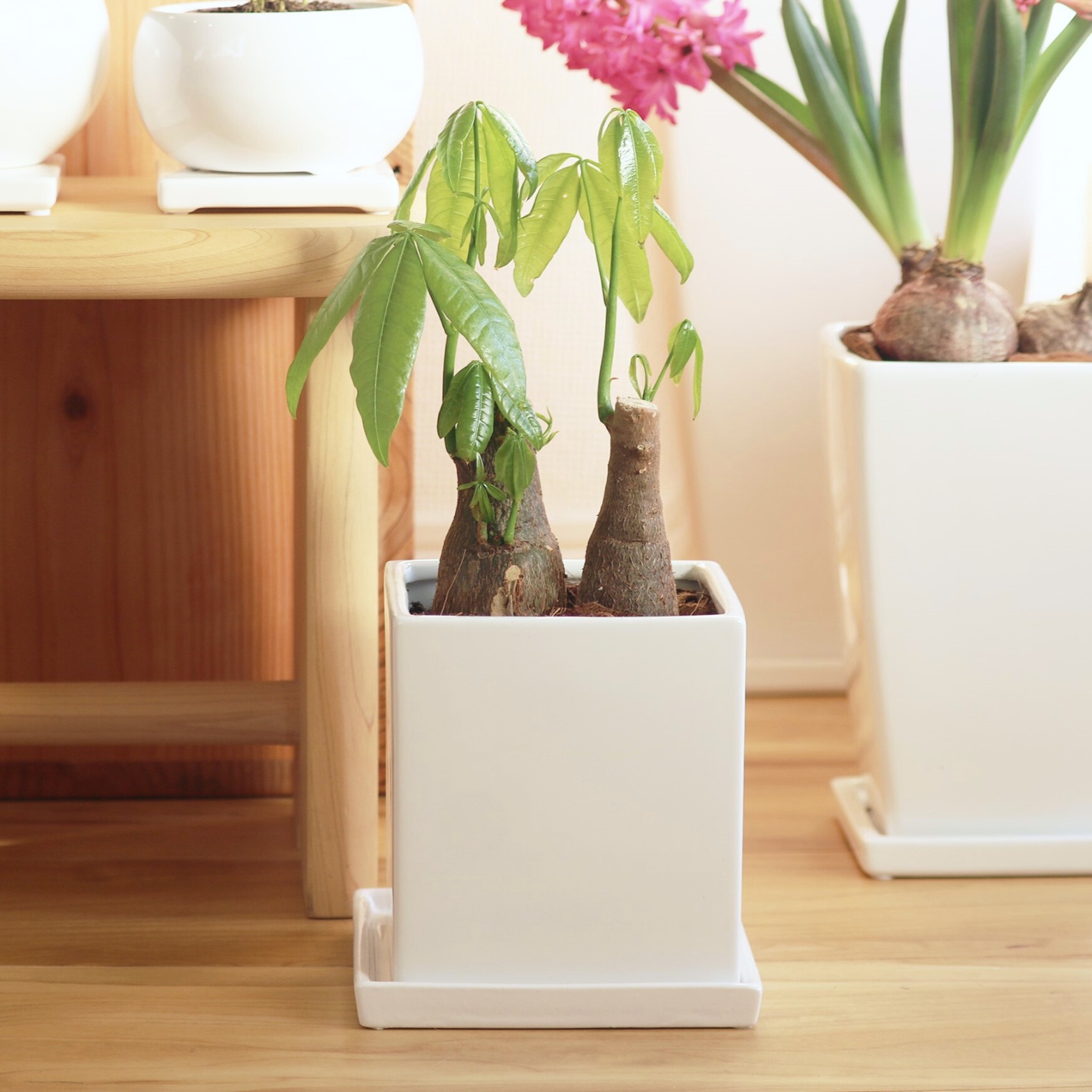 かっこいい植木鉢|卓上サイズ|白色,黒,赤,ダークグレー,ライトグレー かっこいい植木鉢|卓上サイズ|白色,黒,赤,ダークグレー,ライトグレー