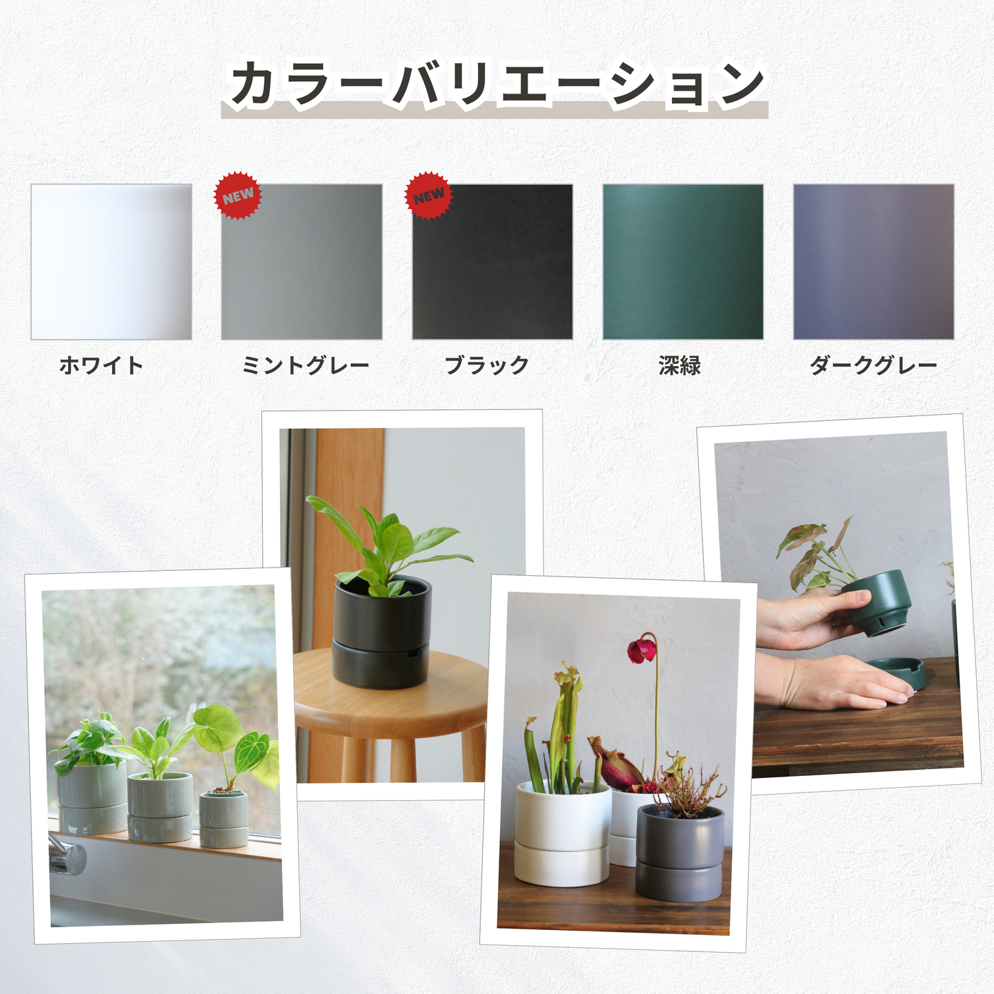 h*i様 シンメトリカ 綺麗な株4号サイズ シャガ 苗 販売 トオヤマグリーン