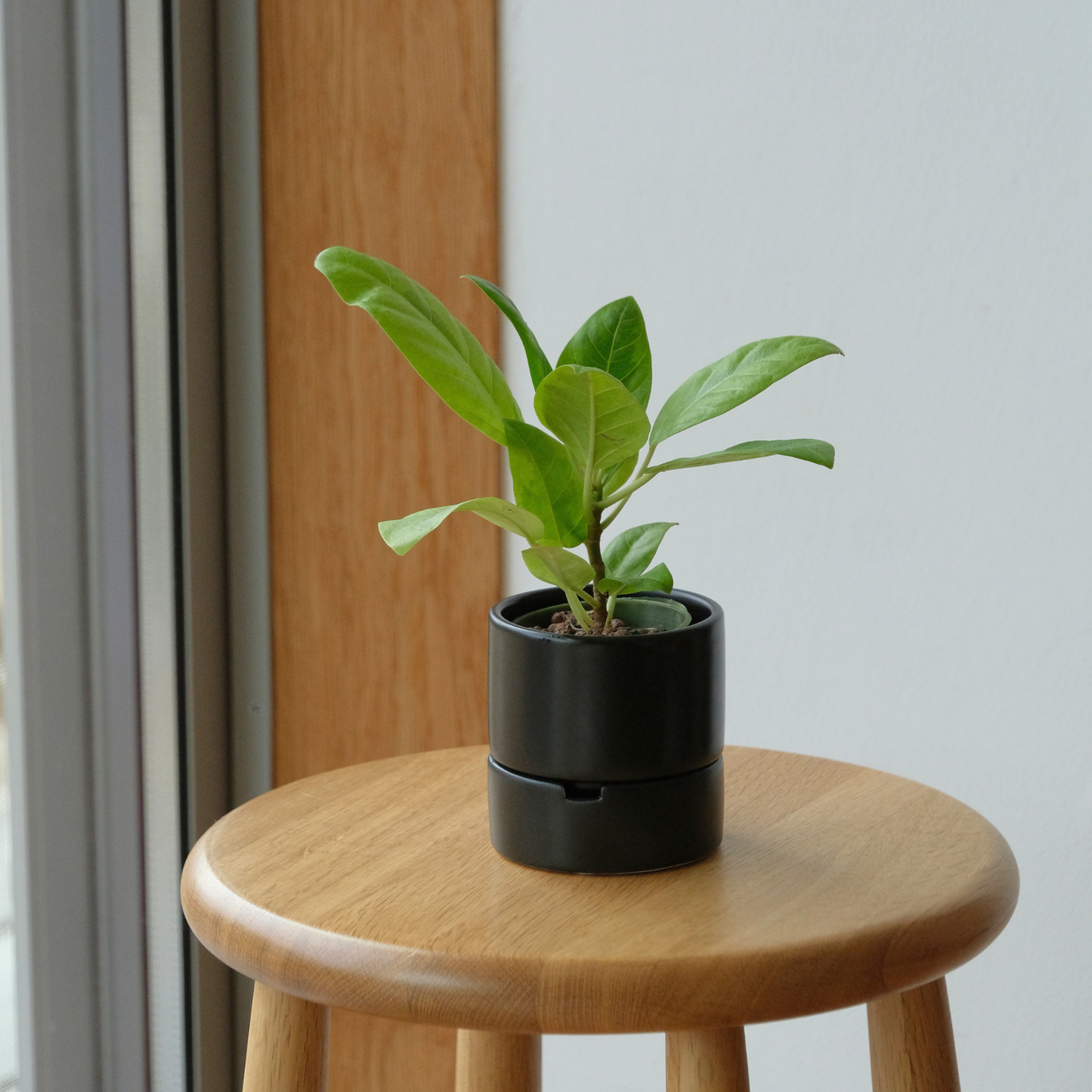 すーさん　Sサイズ