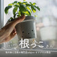 水耕栽培用鉢　根っこさん　Mサイズ