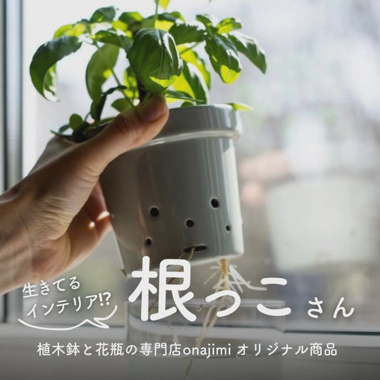 水耕栽培用鉢　根っこさん　Mサイズ