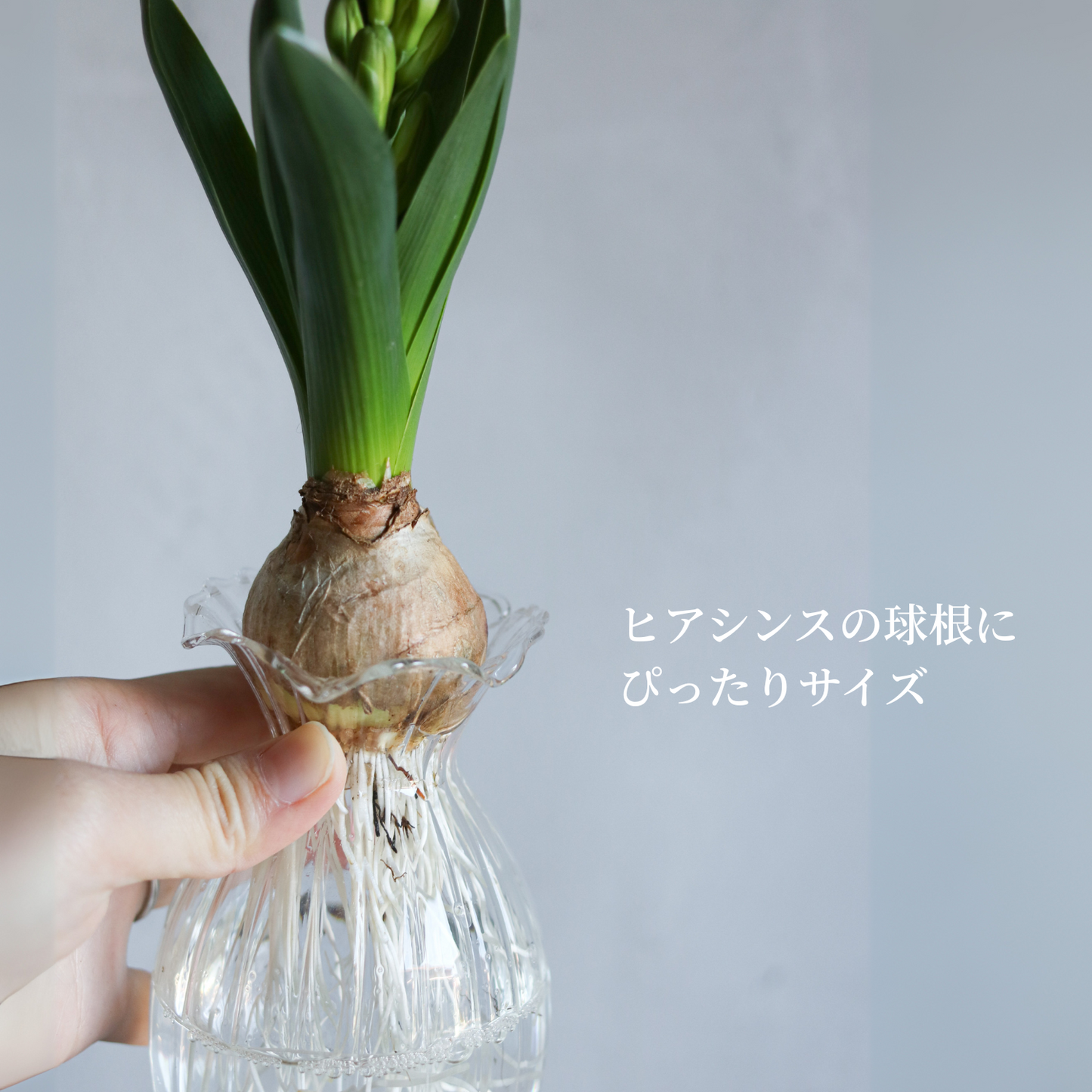 クリオネさん