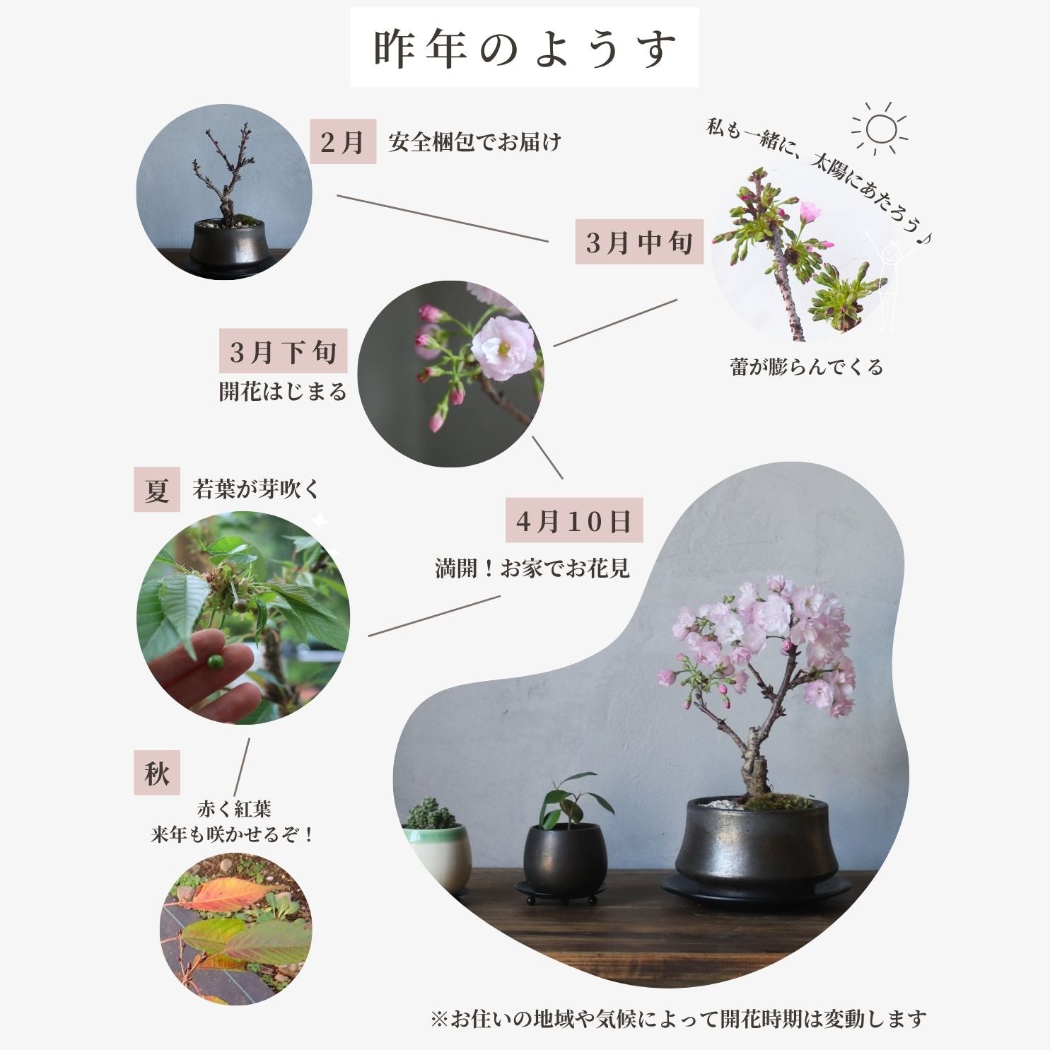 旭山桜盆栽 桜盆栽 販売中 美濃焼 安全梱包 | onajimi おなじみ