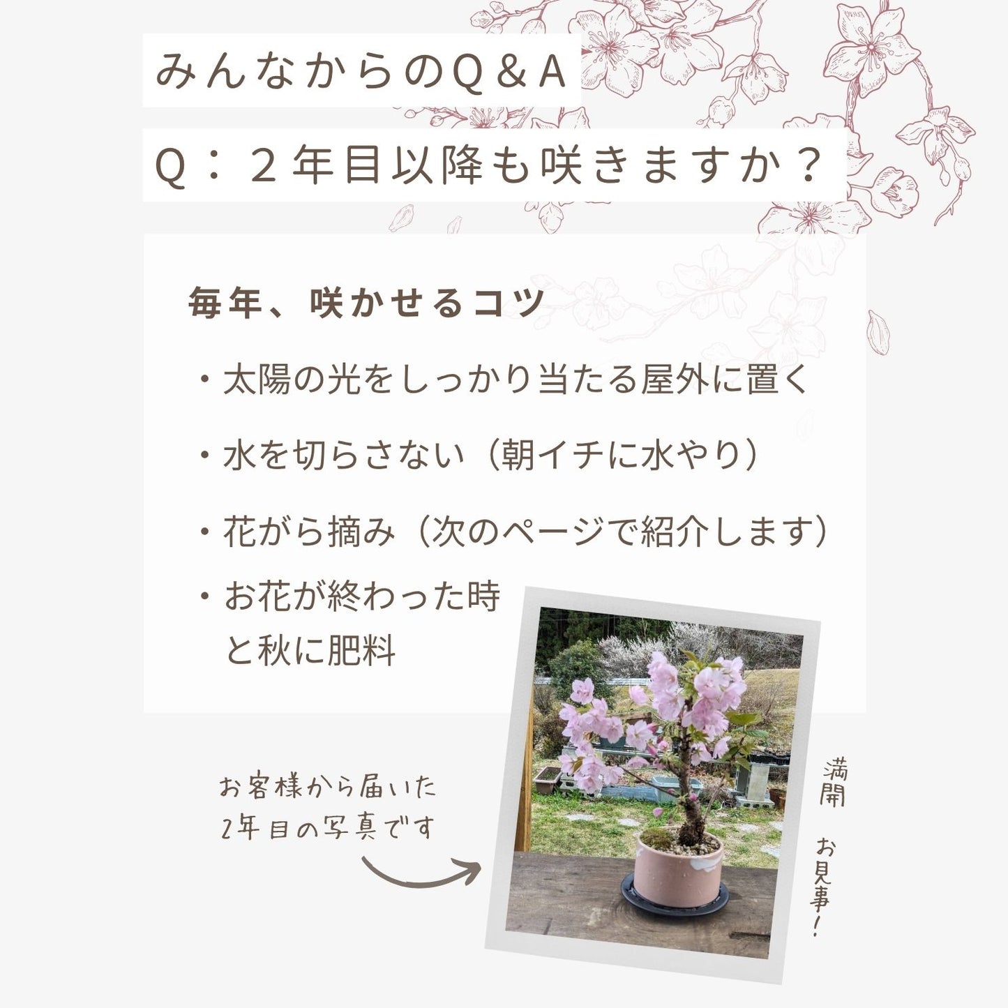 【予約販売】旭山桜盆栽