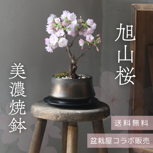 【完売】旭山桜盆栽