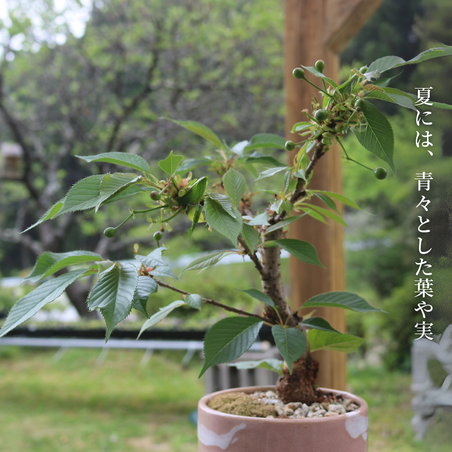 【予約受付中】旭山桜盆栽 2025年1月末〜2月上旬頃発送