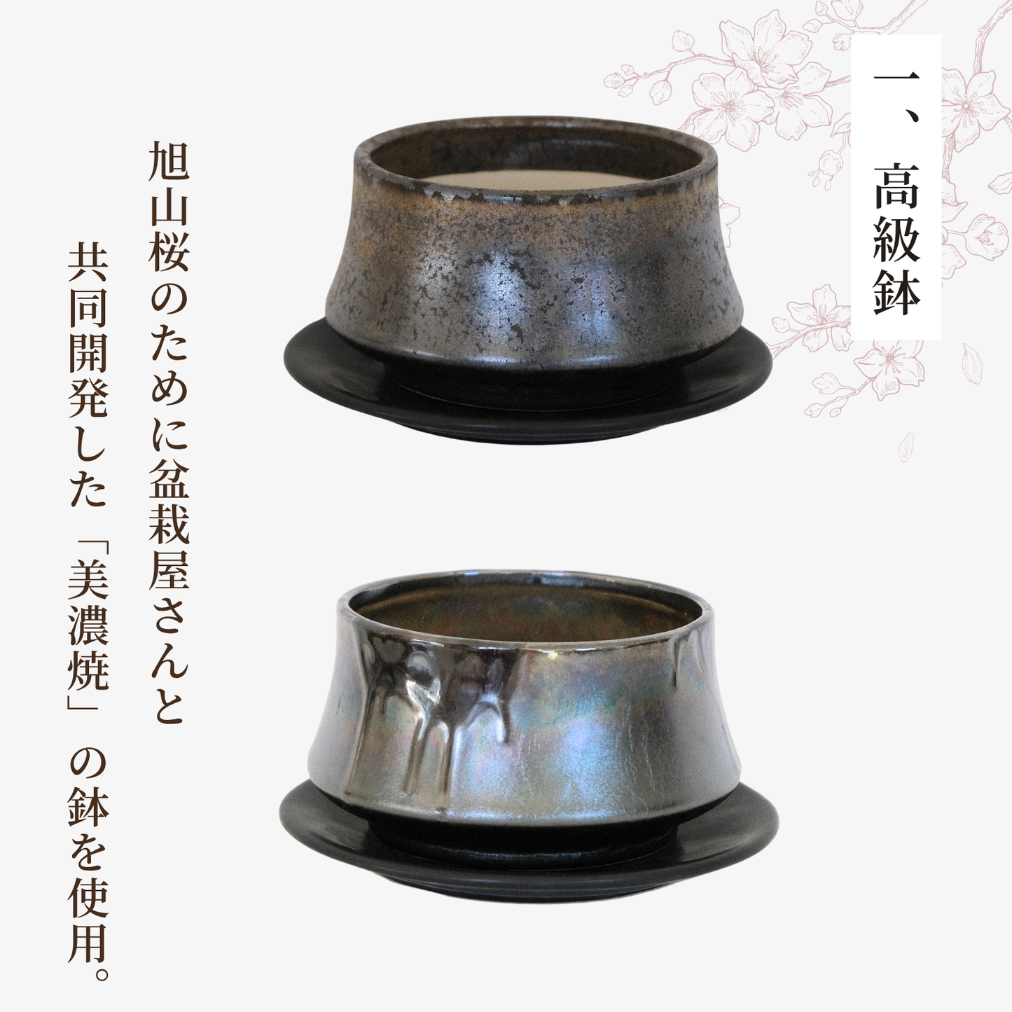 【予約販売】旭山桜盆栽