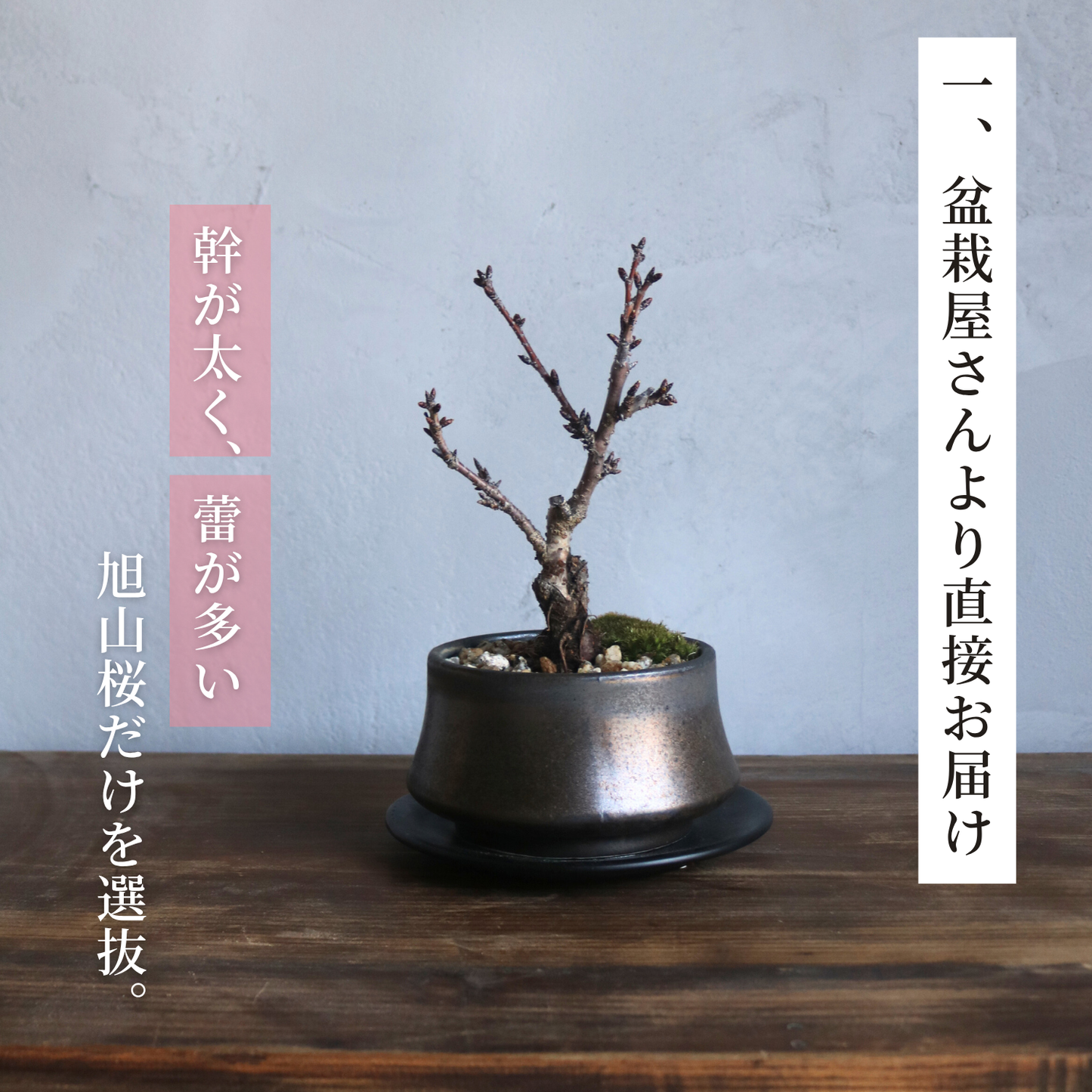 【予約販売】旭山桜盆栽