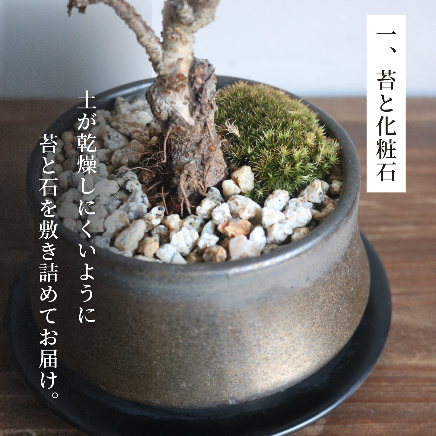 【予約販売】旭山桜盆栽