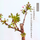 【予約販売】旭山桜盆栽