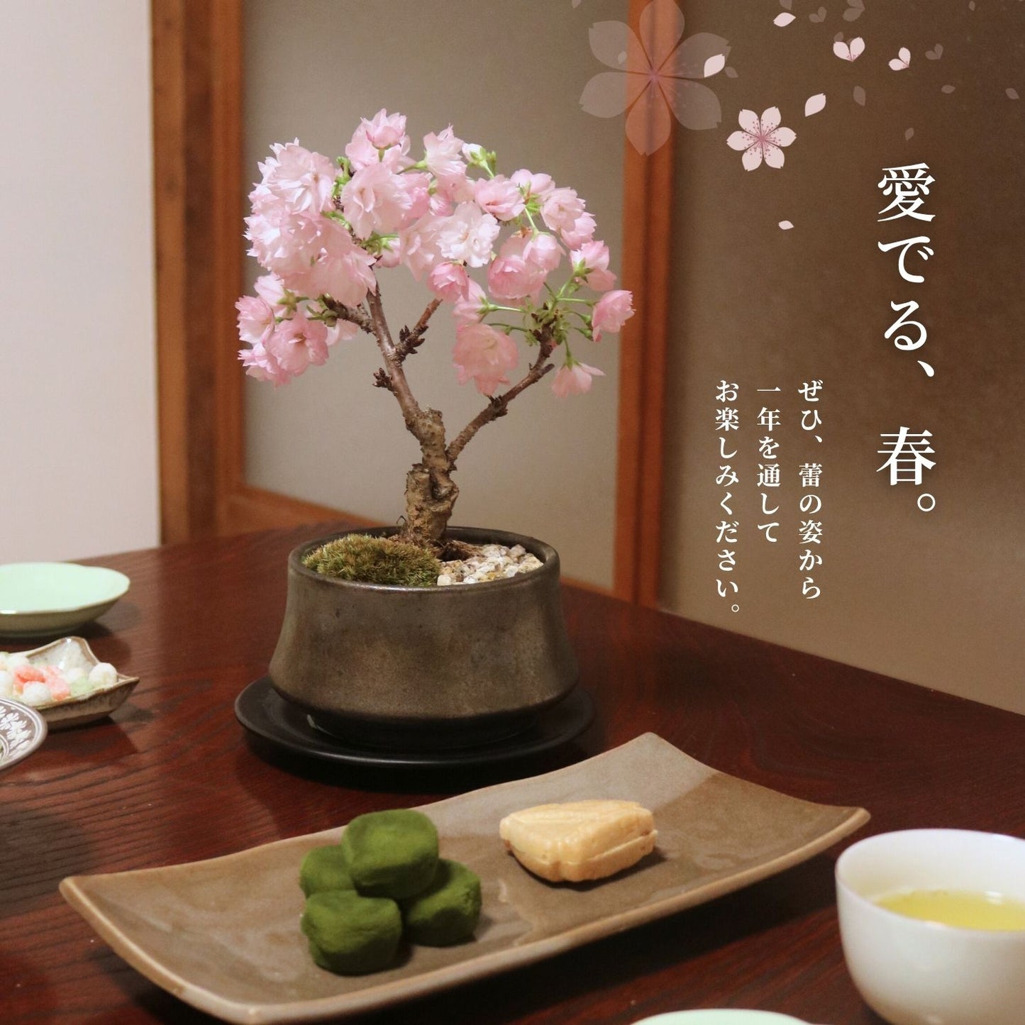 【予約販売】旭山桜盆栽