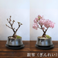 【予約販売】旭山桜盆栽